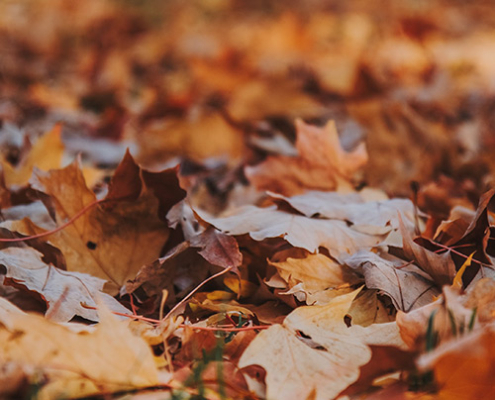 fall leaves