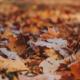 fall leaves